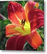 Red Canna Lily Metal Print