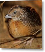 Red-chested Button-quail Metal Print