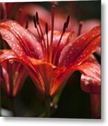 Red Day Lily 20120615_52a Metal Print