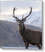 Red Deer Stag In Highland Scotland Metal Print