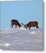 Red Deer Stags - Winter Sparring Metal Print
