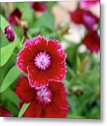 Red Dianthus Smiles Metal Print