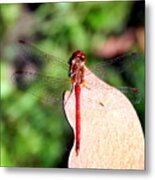 Red Dragonfly On Bronze Butterfly Metal Print