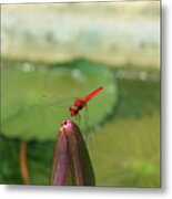 Red Dragonfly At Lady Buddha Metal Print