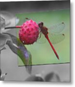 Red Dragonfly On Black And White Metal Print