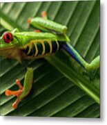Red Eyed Tree Frog Costa Rica 6 Metal Print