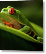 Red- Eyed Tree Frog Costa Rica 7 Metal Print