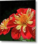 Starsister Dahlia Duo Macro Metal Print