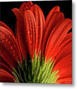 Red Flower Macro Metal Print