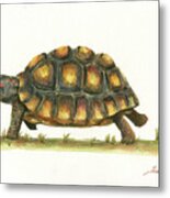 Red Footed Tortoise Metal Print