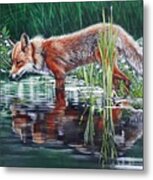 Red Fox Reflecting Metal Print