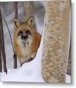 Red Fox Looking Out From Behind Trees Metal Print