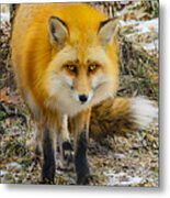 Red Fox Nature Wear Metal Print
