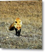 Red Fox On The Tundra Metal Print