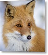 Red Fox Portrait In Hokkaido Japan Metal Print