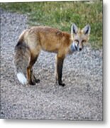 Red Fox Metal Print