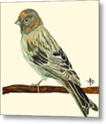 Red-fronted Serin Metal Print