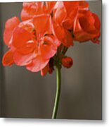 Red Geranium Flower Metal Print