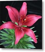 Red Lily Metal Print