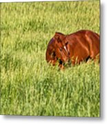 Red Mare Metal Print