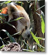 Red Panda Metal Print