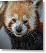 Red Panda Portrait Metal Print