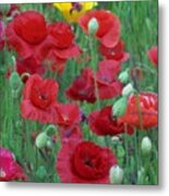 Red Poppies Metal Print