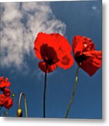 Red Poppies On Blue Sky Metal Print