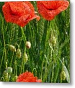 Red Poppy Flowers In Grassland 4 Metal Print