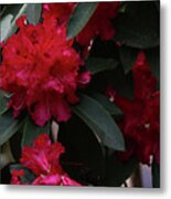 Red Rhododendron Metal Print