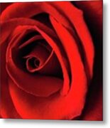 Red Rose Metal Print