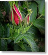 Red Rugosia Bud Metal Print