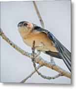 Red-rumped Swallow Metal Print