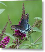 Red-spotted Purple Butterfly On Butterfly Bush Metal Print