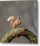 Red Squirrel Eating A Hazelnut Metal Print