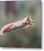 Red Squirrel Leaping Metal Print