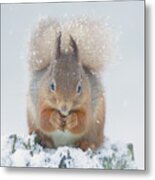 Red Squirrel Nibbles A Nut In The Snow Metal Print