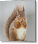 Red Squirrel Nibbling A Hazelnut In The Snow Metal Print