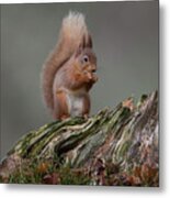 Red Squirrel Nibbling A Nut Metal Print