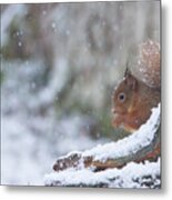 Red Squirrel On Snowy Stump Metal Print
