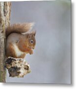 Red Squirrel On Tree Fungus Metal Print