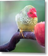 Red Star Finch Metal Print