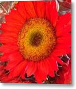 Red Sunflower Metal Print