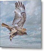 Red Tail In Flight Metal Print