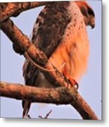 Red Tail In The Sunset Metal Print