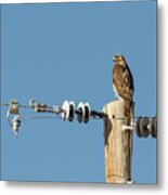 Red Tailed Hawk Metal Print