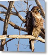 Red Tailed Metal Print