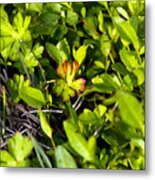 Red Tipped Clover Metal Print