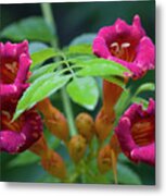 Red Trumpet Creeper Vine Wildflowers Metal Print