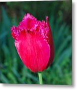 Red Tulip Metal Print